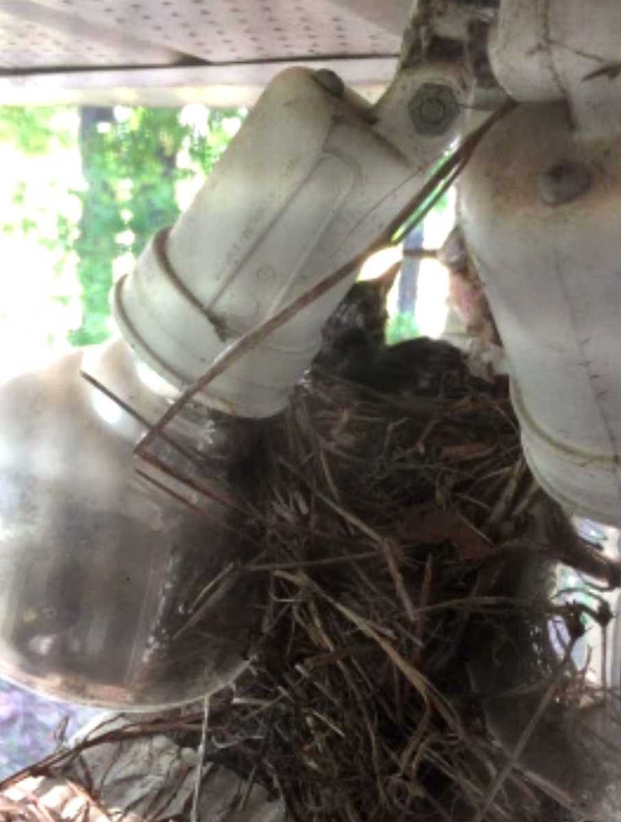 Baby birds in their nest